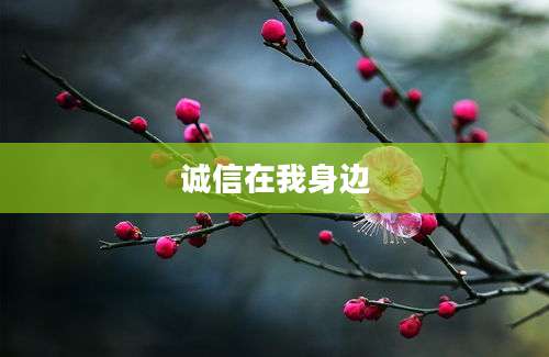 诚信在我身边