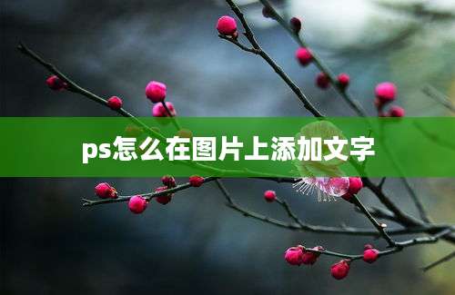 ps怎么在图片上添加文字