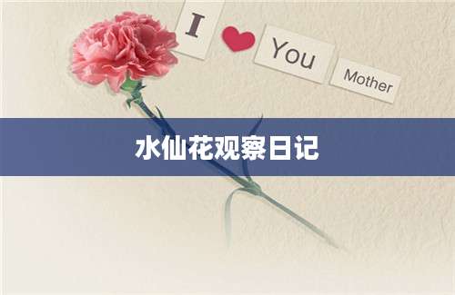 水仙花观察日记