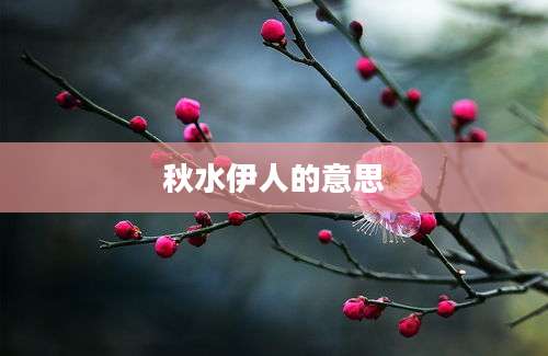 秋水伊人的意思