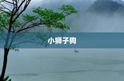 小狮子狗