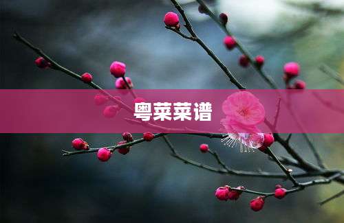 粤菜菜谱