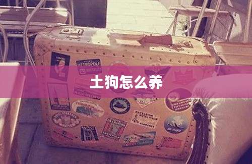 土狗怎么养