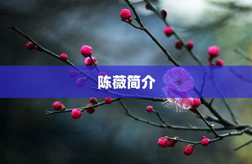 陈薇简介