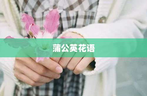 蒲公英花语