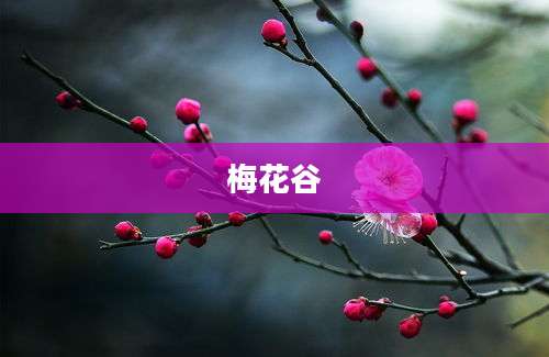 梅花谷