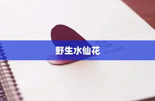 野生水仙花