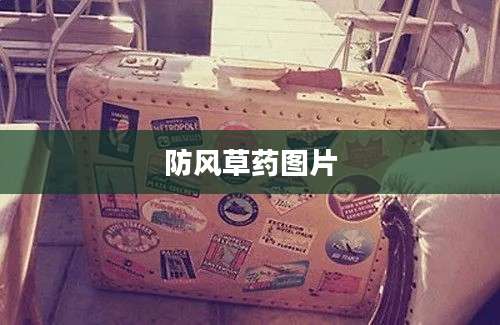 防风草药图片