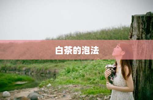 白茶的泡法