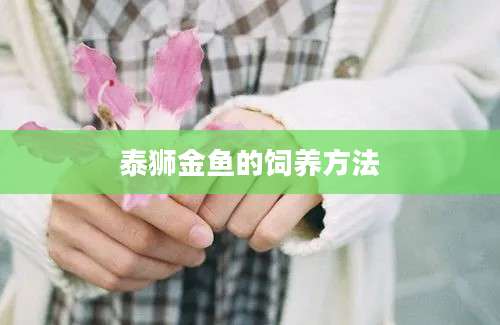 泰狮金鱼的饲养方法