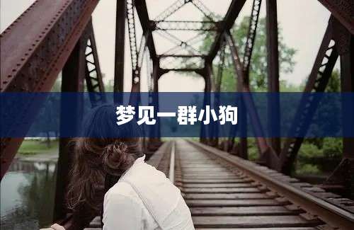 梦见一群小狗