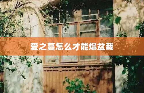 爱之蔓怎么才能爆盆栽