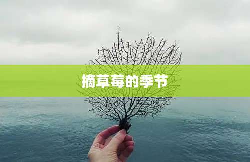 摘草莓的季节