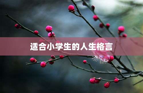 适合小学生的人生格言