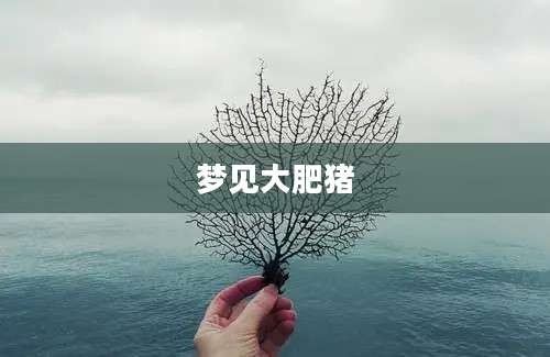 梦见大肥猪