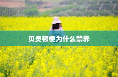 贝灵顿梗为什么禁养