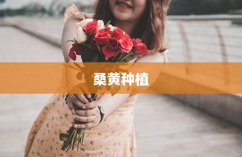 桑黄种植