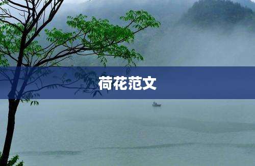 荷花范文