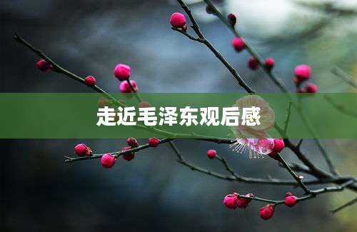 走近毛泽东观后感