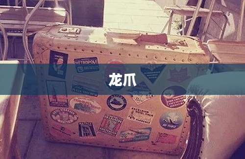 龙爪