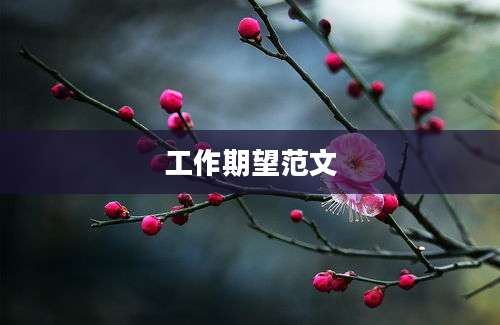 工作期望范文
