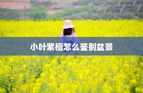小叶紫檀怎么鉴别盆景