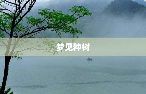 梦见种树