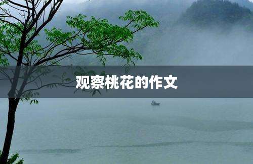 观察桃花的作文