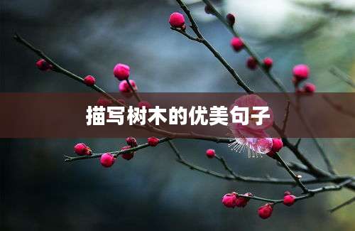 描写树木的优美句子