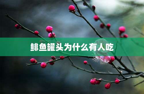 鲱鱼罐头为什么有人吃