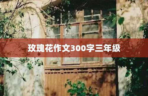 玫瑰花作文300字三年级
