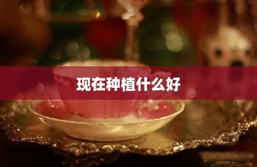 现在种植什么好