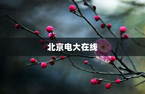 北京电大在线