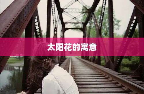 太阳花的寓意