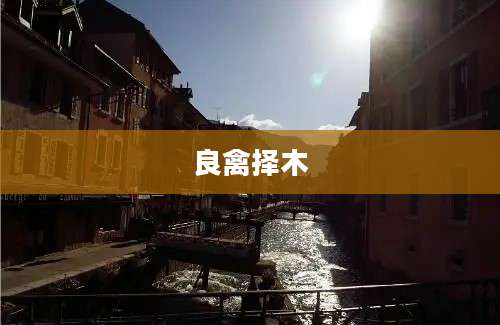 良禽择木