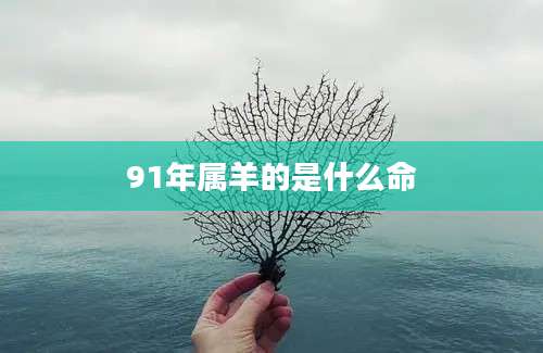 91年属羊的是什么命