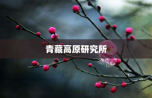 青藏高原研究所