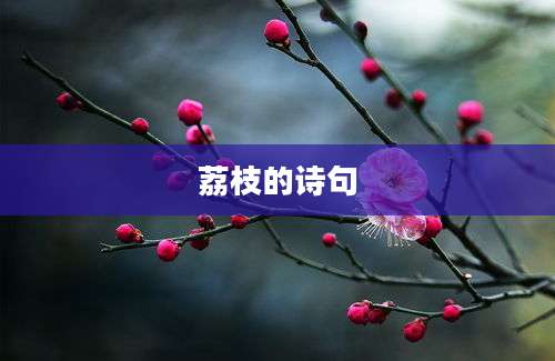 荔枝的诗句