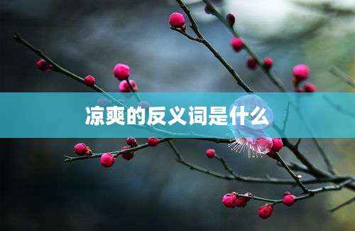 凉爽的反义词是什么