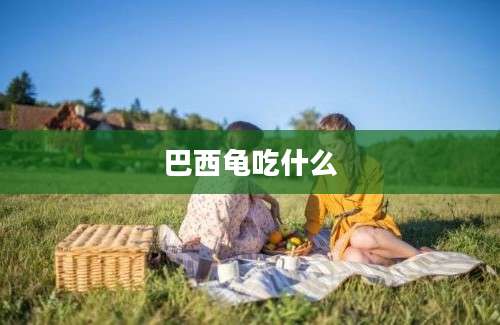 巴西龟吃什么