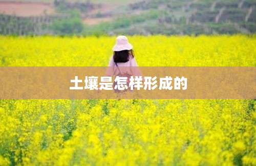 土壤是怎样形成的