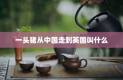 一头猪从中国走到英国叫什么