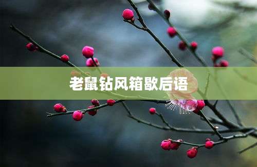 老鼠钻风箱歇后语