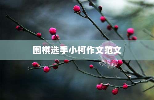 围棋选手小柯作文范文