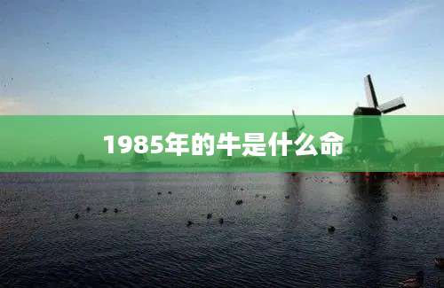 1985年的牛是什么命