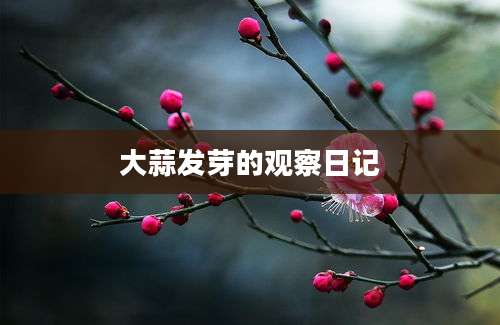 大蒜发芽的观察日记