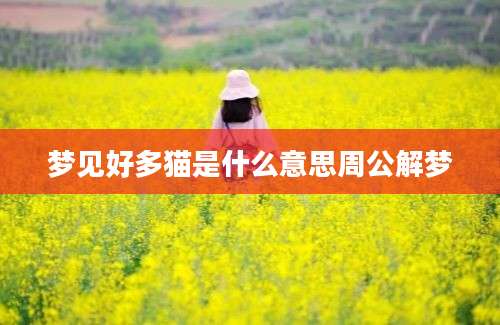 梦见好多猫是什么意思周公解梦