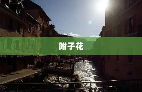 附子花