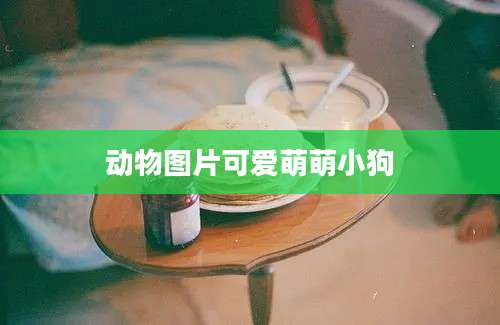 动物图片可爱萌萌小狗