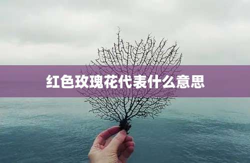 红色玫瑰花代表什么意思